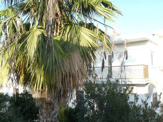 Katalimata Court Appartement Agia Napa Buitenkant foto